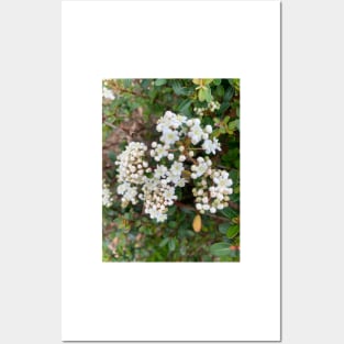 White flower Posters and Art